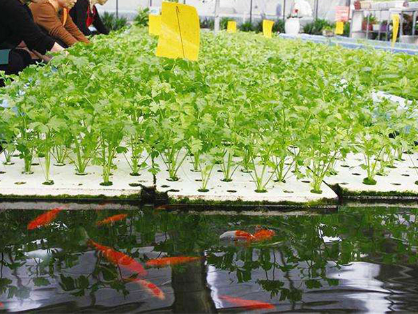 白鷺洲無(wú)土栽培，魚(yú)菜共生